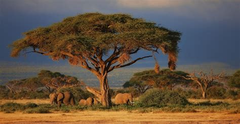 die schoensten nationalparks  afrika rhino africa blog