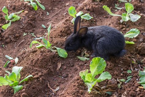 rabbits  eating    garden