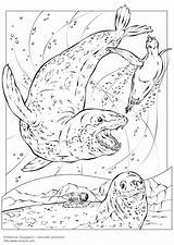 Leopard Coloring Seal Seals Designlooter sketch template