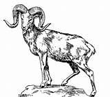 Sheep Coloring Bighorn Big Horned Clipart Mountain Pages Dall Rocky Ram Drawing Horn Clipground Drawings Printable Easy Kids Print Coloringpagebook sketch template