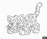 Jaguar Diego Coloring Pages Baby Go Small Kids Friend Printable sketch template