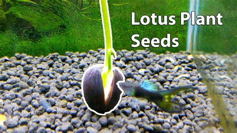grow lotus plants  seeds youtube