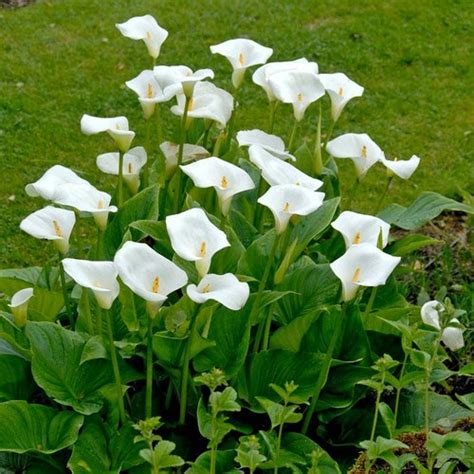 Calla Lily White Flowers At Rs 180 Stem Lily Flower Id