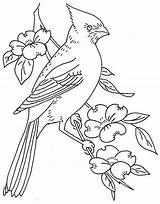 Cardinal Coloring Bird Northern Pages Detailed Beautiful High sketch template