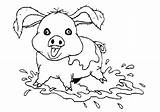 Mud Pig Coloring Bath sketch template