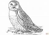 Owl Snowy Tegninger Ugle Skip sketch template