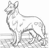 Coonhound Redbone Colly sketch template