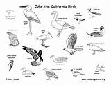 Coloring Birds State Carolina South Bird Florida Georgia Animal North California Mammals Amphibians Reptiles Habitats Nc Water Ga Fl American sketch template