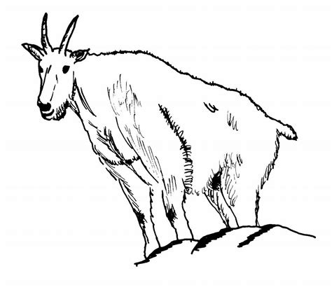 wallpaper interesting kids coloring pages animal goat prntable  print