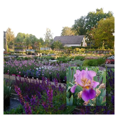 tuincentrum hoveniersbedrijf de driesprong tuinplanten tuinen