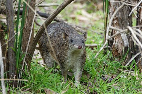 nature  west gippsland southern brown bandicoot