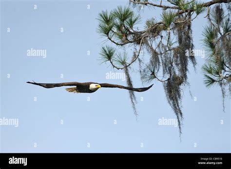 bald eagle  flight stock photo alamy