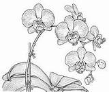 Flower Orchid Drawing Coloring Botanical Illustration Pages Drawings Beautiful Orchids Graphic Plant Choose Board Realistic sketch template