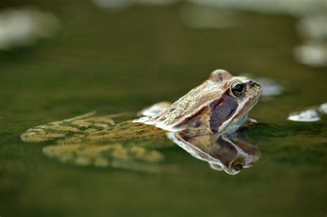 photo   frogwateramphibiannatureanimal