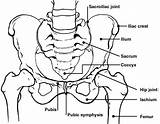 Pelvis Diagram Pelvic Bones Women Anatomy Hip Fractures Joint Look Patient Fracture Acromion Process Symptoms Diagrams Trackbacks Currently Closed Both sketch template