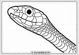 Serpientes Schlange Serpiente Rincondibujos Lapiz Schlangen Anakonda Zeichnungen Cobra Navegación sketch template