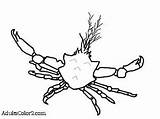 Kelp Crab Coloring Template Pages Graceful sketch template