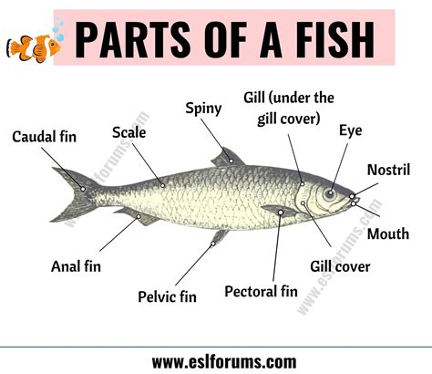 fish anatomy  parts   fish  esl picture esl forums