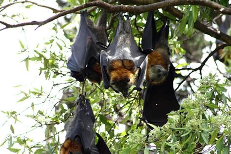 bats perform oral sex the mary sue