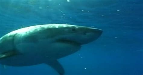Kerry Sanders Goes In Search Of A Great White Shark