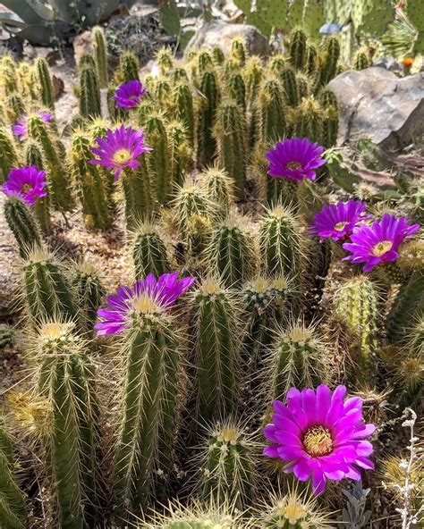 tucson botanical gardens cactus flowers  arizona    state