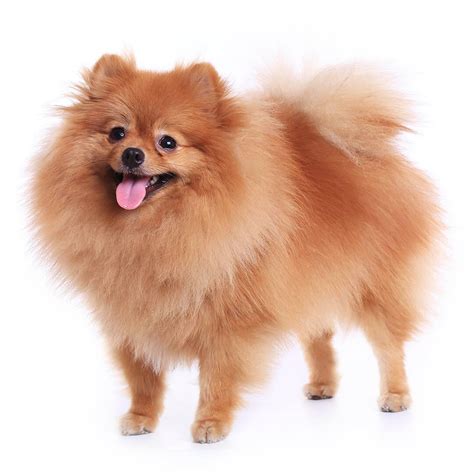 pomeranian dog breed