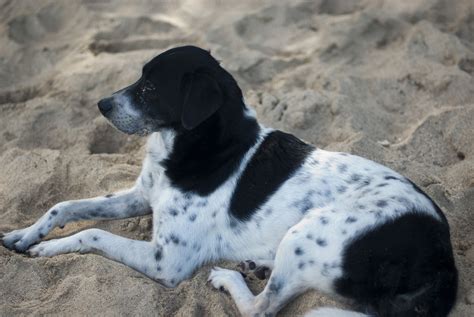 english pointer puppy dog black white dog animals dogs