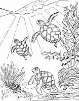 Turtles Tortugas Printable Tortoise Tortuga Coloringbay Animals Marinas Nadando Realista sketch template