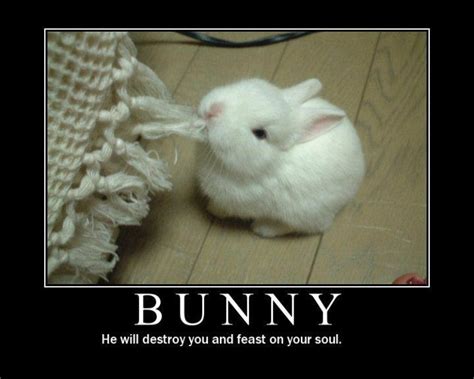bunny funny pictures