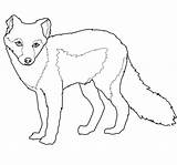 Fox Arctic Coloring Pages Summer Coat Printable Supercoloring Drawing Template Color Animal Foxes Categories sketch template