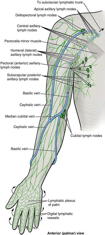 paragon physiotherapy anatomy   shoulder