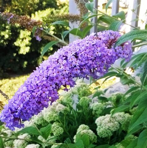 butterfly bush purple gardenland usa improve  environment