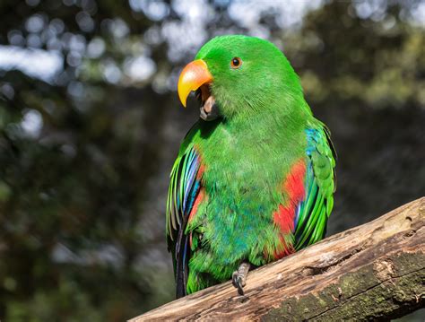 top green parrots    pets