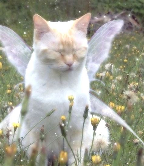 fairy cat fairy cat