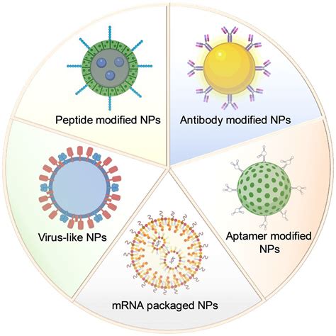 frontiers functionalized nanoparticles  prevention  targeted