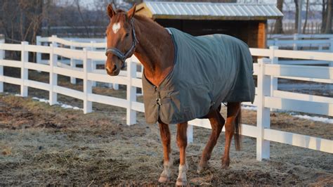 horse paddocks   sizes  cost