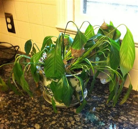 common mistakes youre making   indoor plants good earth