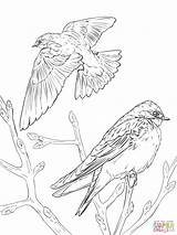 Coloring Pages Bird Realistic Swallow Birds Tree Drawing Barn Swallows Color Printable Drawings Template Prey Print Getdrawings Parrot Sketch sketch template