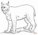 Lynx Coloring Pages Draw Drawing Printable Step Animal Supercoloring Tutorials Hur Lodjur Ritar Ett Man Canada Kids Sketch Choose Board sketch template