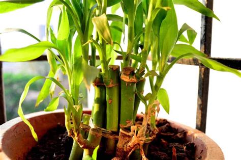 grow lucky bamboo   change  gardening life