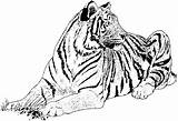 Tiger Coloring Pages Tigers Printable sketch template