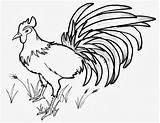 Rooster Outline sketch template