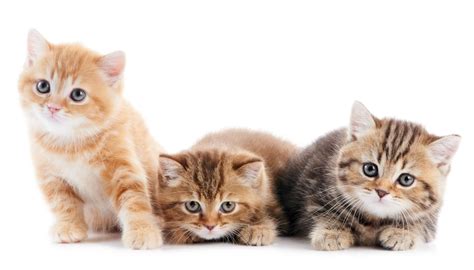 fascinating facts  domestic shorthair cats