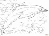 Golfinho Dolphin sketch template