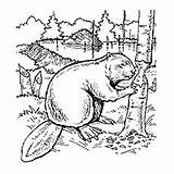 Beaver Coloring Dam Pages Drawing Getcolorings Color Getdrawings sketch template