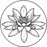 Coloring Flower Lily Water Pages Drawing Lilies sketch template