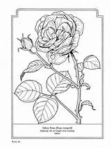 Coloring Botany Pages Comments sketch template