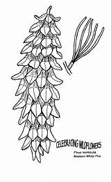 Spruce Branch sketch template