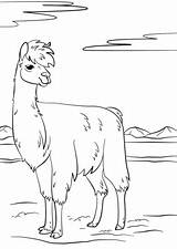 Llama Lama Llamas Dibujo Desenhos Colorir Lhamas Animales Ausdrucken Malen sketch template