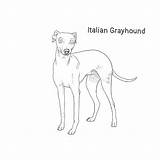 Greyhound Italian Dog Drawing Breeds Whippet sketch template